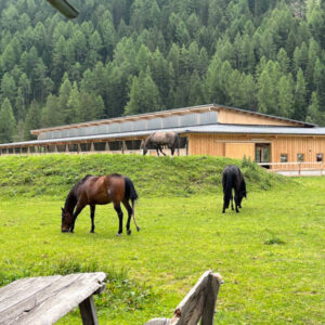 Lehrgänge, Charlotte Wagner, klassische Reitkunst