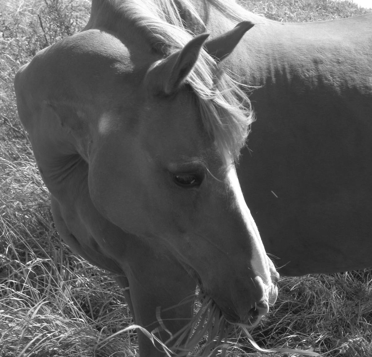 Maxi Charlotte Wagner