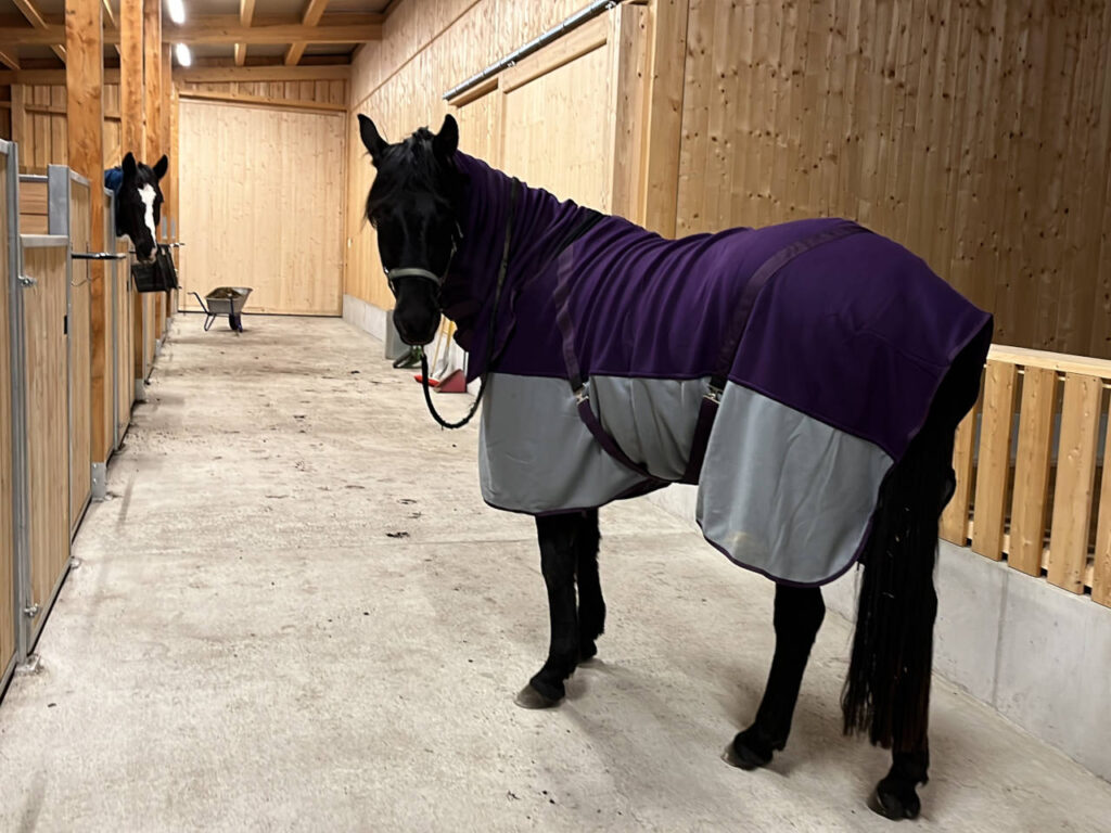 Stallungen, Charlotte Wagner, klassische Reitkunst