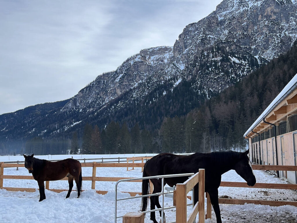 Stallungen, Charlotte Wagner, klassische Reitkunst